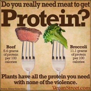 Protein in broccoli